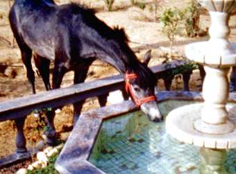 image of a black horse drinking water from a fountain