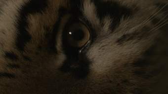 A sideways image of a tiger's eye
