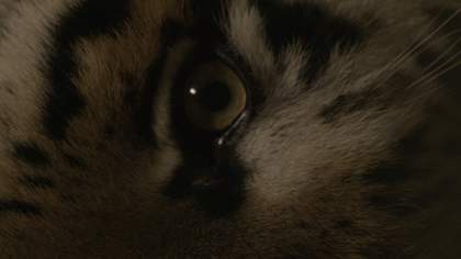 A sideways image of a tiger's eye