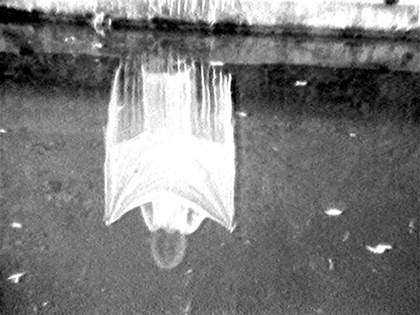 Joan Jonas Disturbances 1974, video still. Courtesy the artist and Electronic Arts Intermix (EAI), New York 