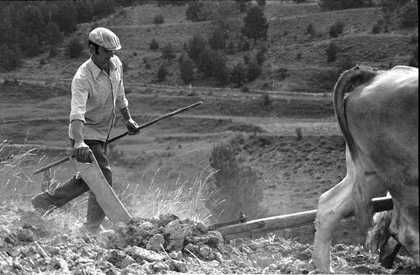 Black and white photograph of a man walking behind a working horse in a field