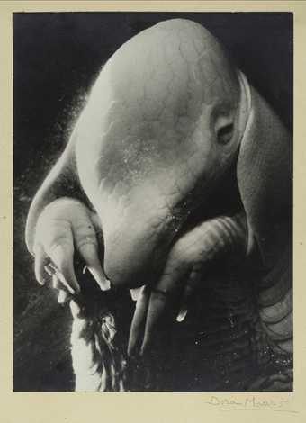 Black and white photograph of an armadillo