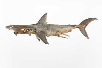 Dorothy Cross, Relic; disintegrating shark