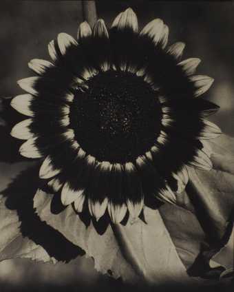 Edward Steichen, A Bee on a Sunflower c.1920 The Sir Elton John Photographic Collection © The Estate of Edward Steichen/ARS, NY and DACS, London 2016