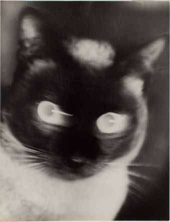 Otto Umbehr "Katz" - Cat 1927 The Sir Elton John Photographic Collection © Phyllis Umbehr/Galerie Kicken Berlin/ DACS 2016