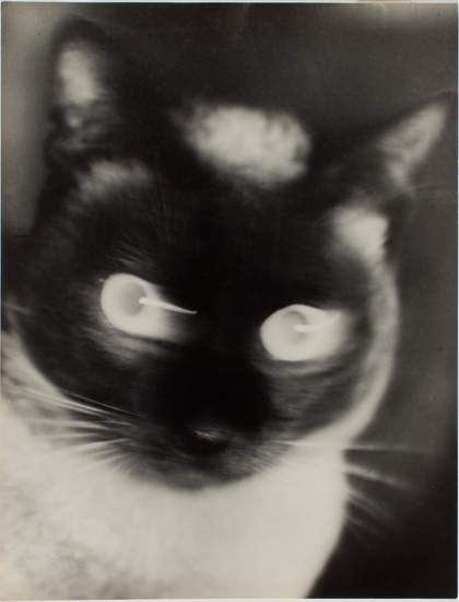 Otto Umbehr "Katz" - Cat 1927 The Sir Elton John Photographic Collection © Phyllis Umbehr/Galerie Kicken Berlin/ DACS 2016