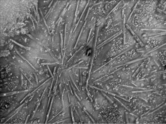 ESEM Backscattered electron image of the surface of Cadmium