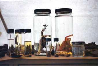 Found objects, field centre, Tate Thames Dig, 1999