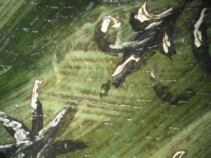 Fig.10 Detail at x8 magnification of the green drapery