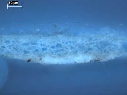 Fig.10 Cross-section through blue sky, photographed at x320 magnification in ultraviolet light. 