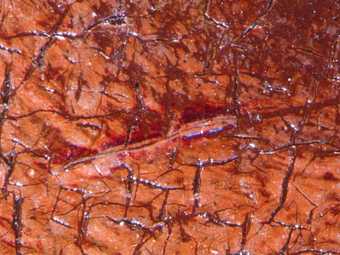 Fig.10 Remains of a red glaze in the highlight of the red curtain, photographed at x8 magnification