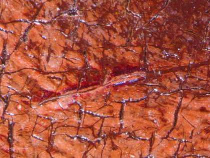 Fig.10 Remains of a red glaze in the highlight of the red curtain, photographed at x8 magnification
