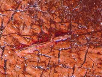 Remains of a red glaze in the highlight of the red curtain, photographed at x8 magnification