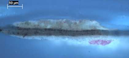 Fig.10 Cross-section through the yellow inscription on the brown background, photographed at x320 magnification in ultraviolet light.