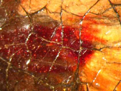  Fig.10 Detail at x16 magnification of the red lake highlight on the beak of the bird at the left