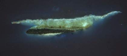 Fig.10 The same cross-section as fig.10, photographed in ultraviolet light, showing a sharp, fluorescent line of varnish between the black doublet and the gold chain.