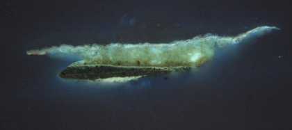 Fig.10 The same cross-section as fig.10, photographed in ultraviolet light, showing a sharp, fluorescent line of varnish between the black doublet and the gold chain.