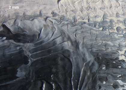 Micrograph of the marbled paint in the eyeball