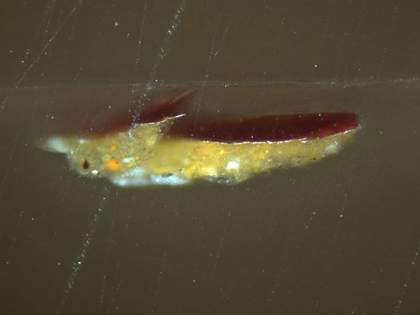 Fig.11 Cross-section through a red slash on the left side of the doublet, photographed at x225 magnification.
