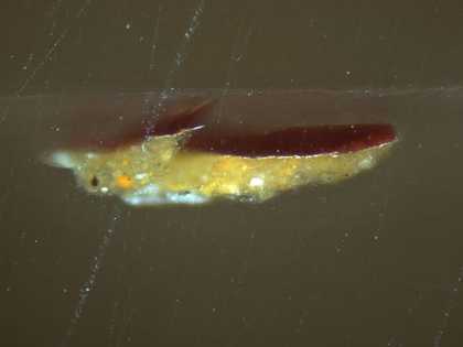 Fig.11 Cross-section through a red slash on the left side of the doublet, photographed at x225 magnification.