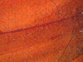 Fig.11 Detail of the knee at x8 magnification showing the opaque vermilion body paint glazed with red lake to describe the folds in the stocking