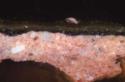 Fig.11 Cross-section through brown foliage at the left edge, photographed at x200 magnification.