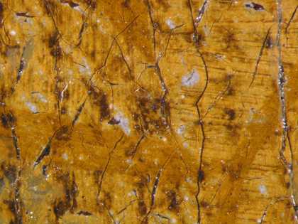 Fig.11 Detail of light grey underpaint in yellow jerkin, photographed at x10 magnification