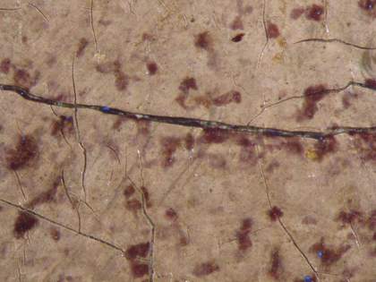 Fig.11 Red lake glaze (not original) remains in cracks in brown skirt, photographed at x16 magnification