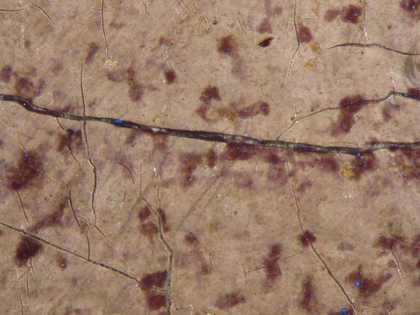Fig.11 Red lake glaze (not original) remains in cracks in brown skirt, photographed at x16 magnification