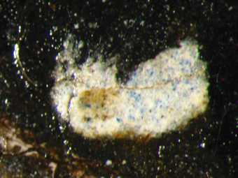 Fig.12 Detail of blue pigment in the catch-light of the pupil