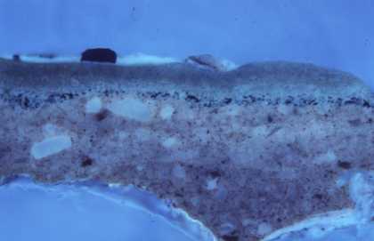 Fig.12 Cross-section through brown foliage at the left edge, photographed at x200 magnification in ultraviolet light. 