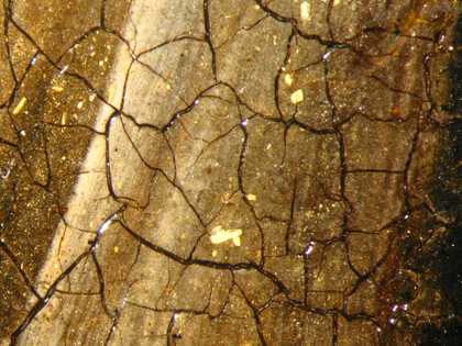 Fig.12 Detail of a bird’s tail at x8 magnification showing orpiment in the paint