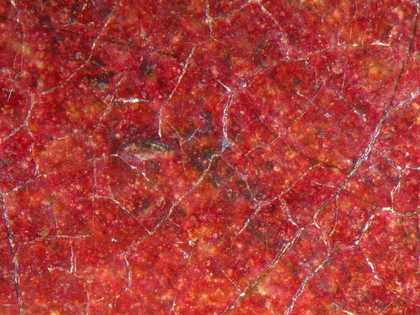 Fig.12 Detail at x10 magnification of black drawing showing through the red drapery