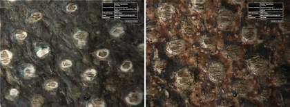 High-resolution micrograph of Girl in a Chemise c.1905 showing lower blue and upper grey layers (a) and the background to the right (b)