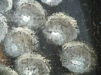 Fig.14 Detail of pearls in the costume, photographed at x8 magnification