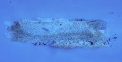 Fig.14 Cross-section through the blue and orange sky paint, photographed at x320 magnification in ultraviolet light. 