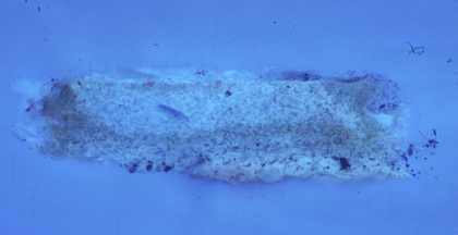 Fig.14 Cross-section through the blue and orange sky paint, photographed at x320 magnification in ultraviolet light. 