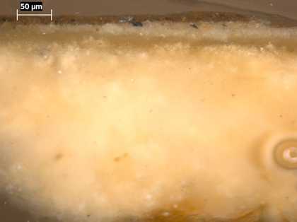 Fig.14 Cross-section through the foreground landscape, photographed at x320 magnification. From the bottom: off-white ground; pale grey priming; thin green paint of landscape