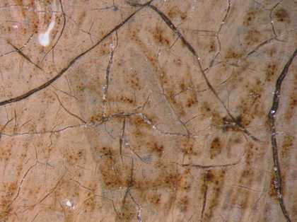 Fig.14 Detail at x10 magnification of microcissing in the face
