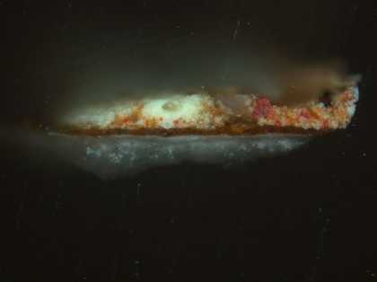 Fig.14 Cross-section through yellow braid on the costume, photographed at x225 magnification.