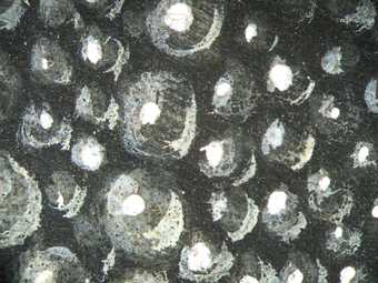 Fig.15 Detail of pearls in the shadow of the garment, photographed at x8 magnification