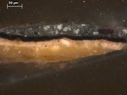 Fig.15 Cross-section through a grey, highlit fold in the black sash, photographed at x320 magnification.