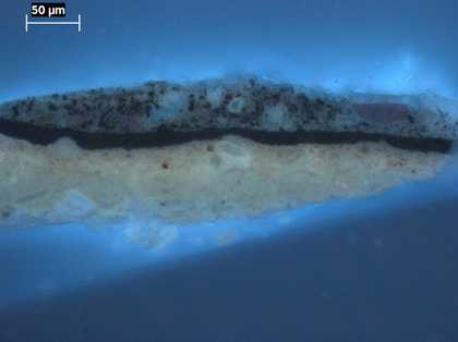 Fig.16 Cross-section through a grey, highlit fold in the black sash, photographed at x320 magnification in ultraviolet light.