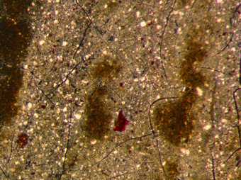 Fig.17 Detail at x20 magnification of particles of red lake with black and lead white in the grey sash