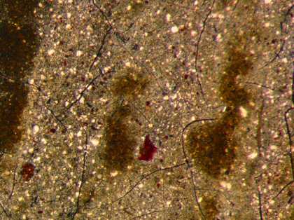 Fig.17 Detail at x20 magnification of particles of red lake with black and lead white in the grey sash