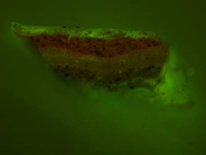 Fig.18 Cross-section though one of the red dots on the skirt of the suit of armour, photographed at x320 magnification in ultraviolet light with blue filtration.
