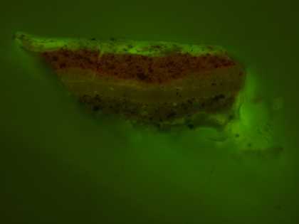 Fig.18 Cross-section though one of the red dots on the skirt of the suit of armour, photographed at x320 magnification in ultraviolet light with blue filtration.