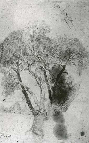 A drawing of a tall tree.