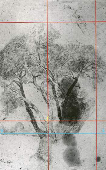 A drawing of a tall tree with a grid drawn over it.