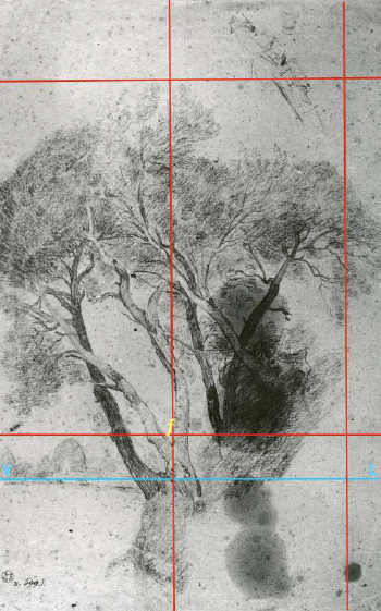 A drawing of a tall tree with a grid drawn over it.